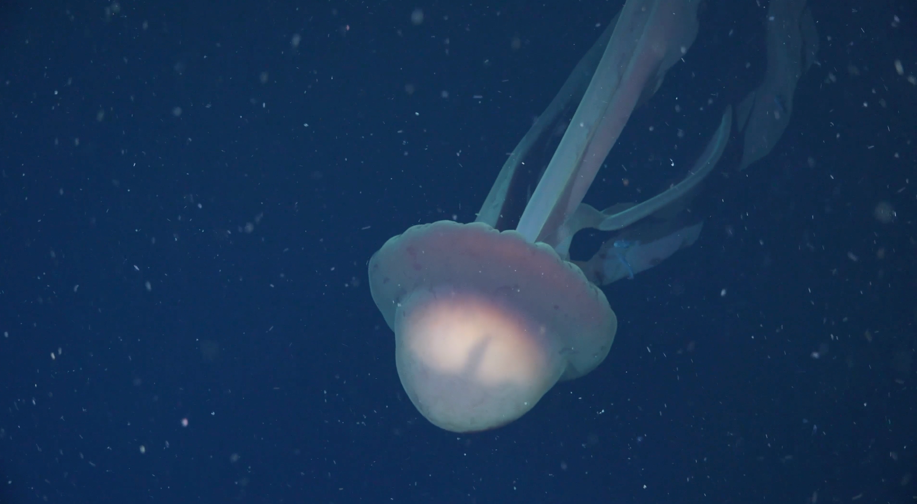 See it: Rare bus-sized phantom jellyfish caught on deep sea video off Argentina's coast