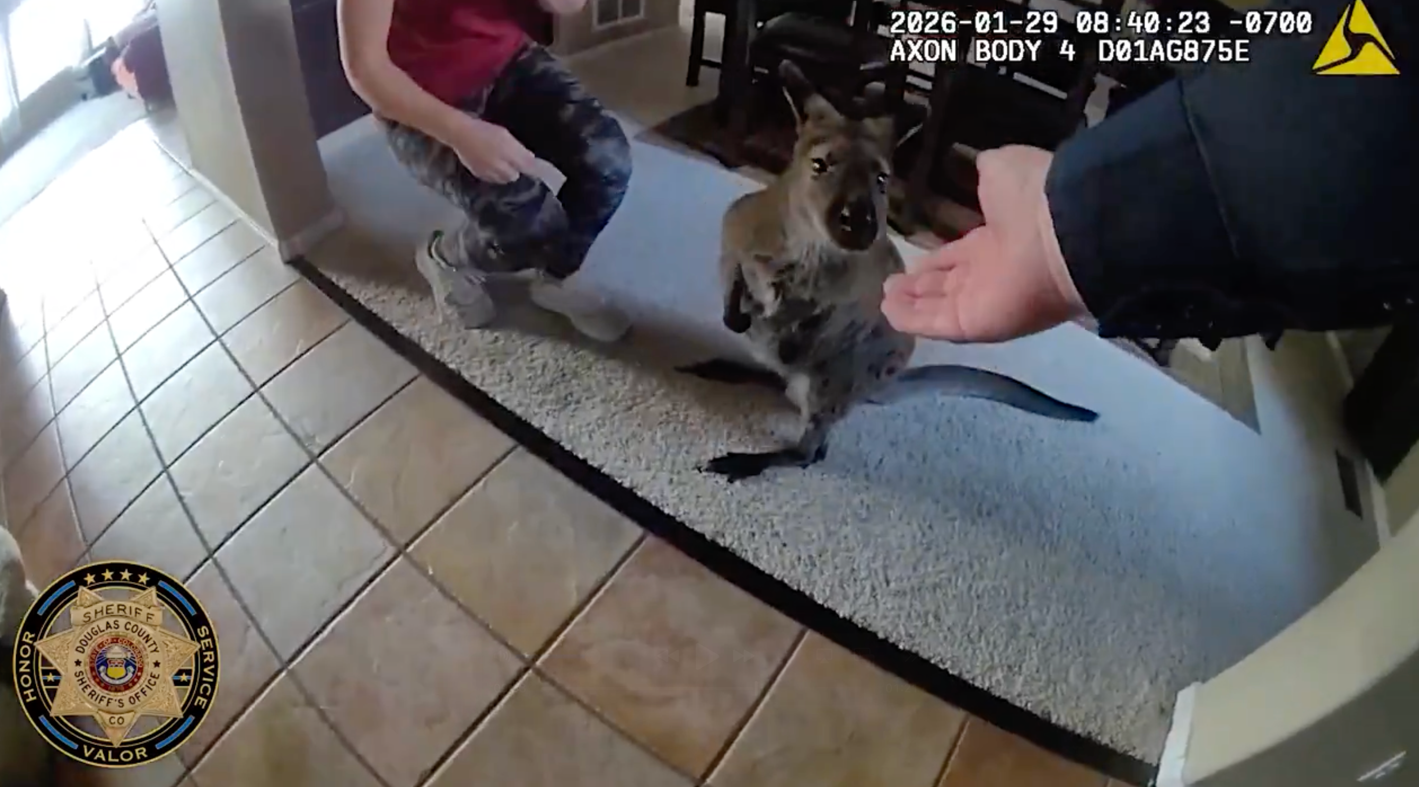Video: Wallaby on the run makes for interesting call for Colorado sheriff's deputies