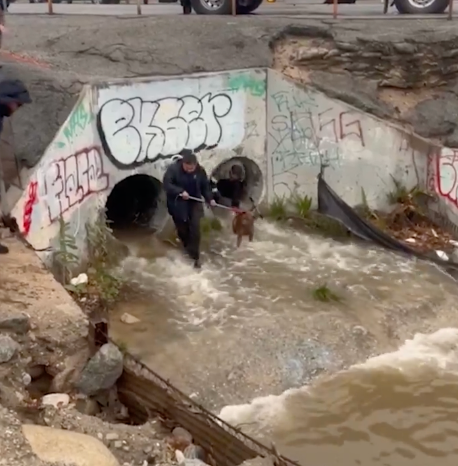 Watch: Firefighters rescue stranded dog from drainage grate as heavy rain elevates California water levels