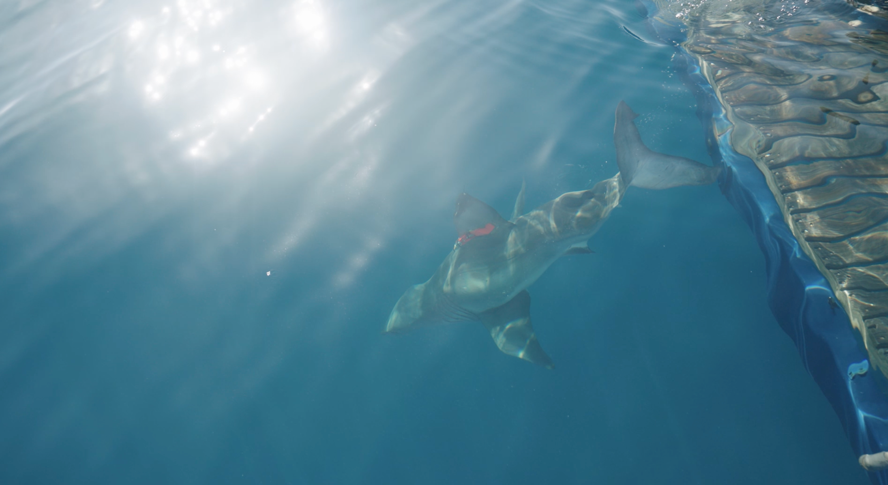 'Penny' the young white shark pings in Gulf for first time in 2026