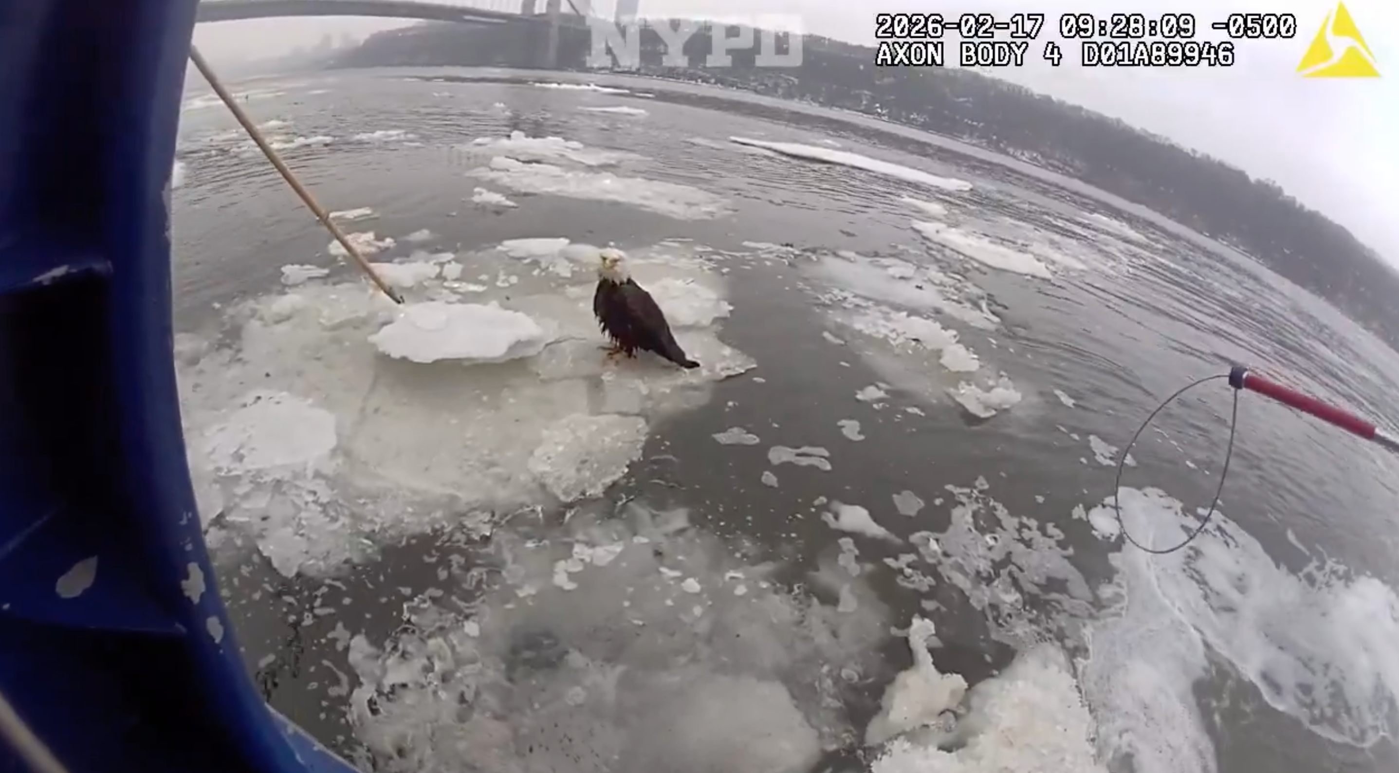 See it: Injured bald eagle floating on ice in Hudson River rescued by NYPD