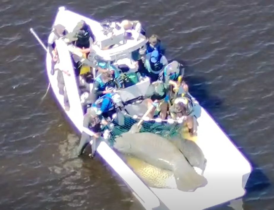 Video: First responders rescue injured manatee mother and calf in South Florida