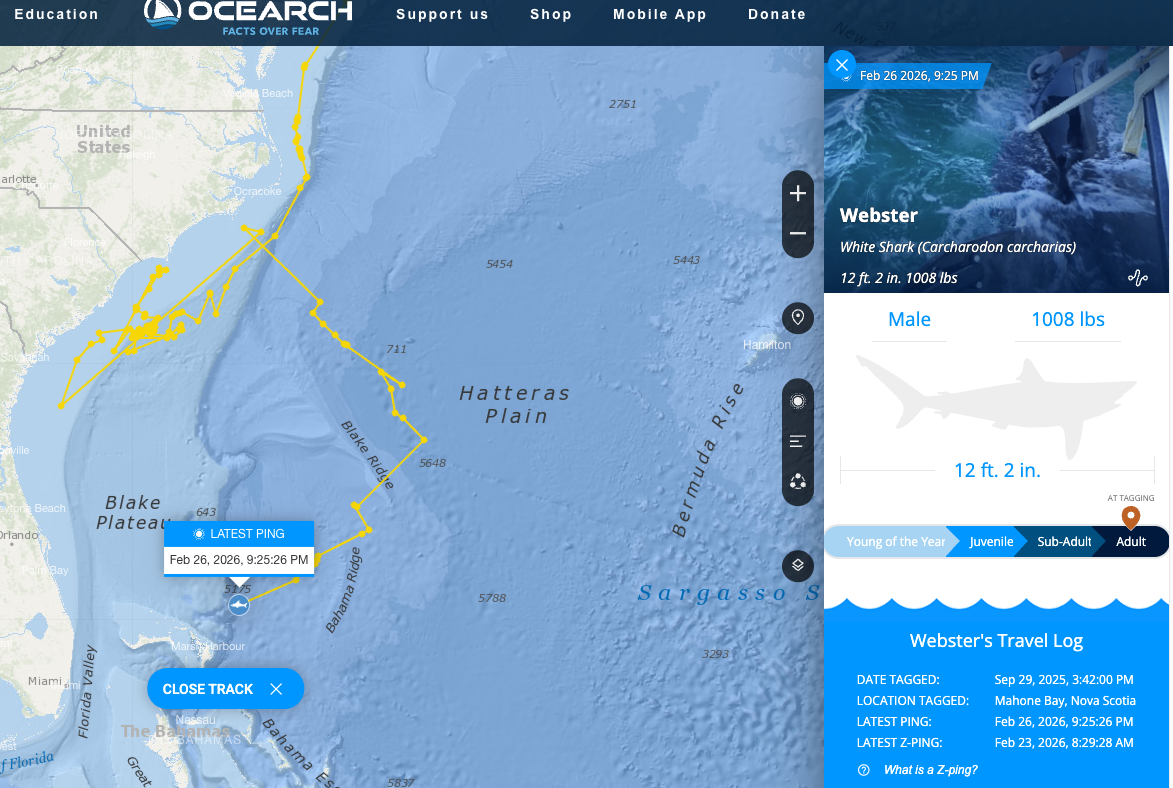 Webster the white shark pings off 400 miles off Florida's space coast