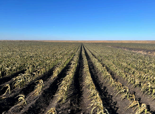 Crippling Florida freezes cost over $3 billion in estimated losses to agriculture