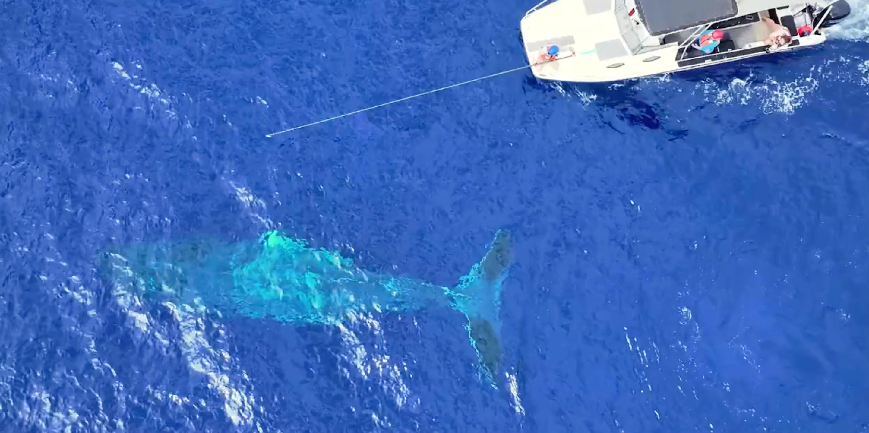 See it: Response team works to study and save humpback whales from disentanglement in Hawaii