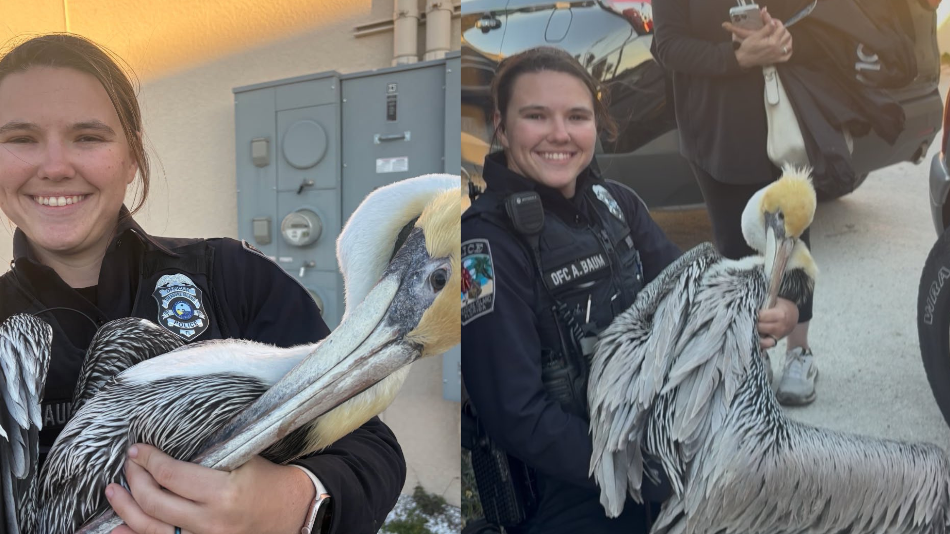 Photos: Police officer jumps to the rescue of injured pelican in Florida