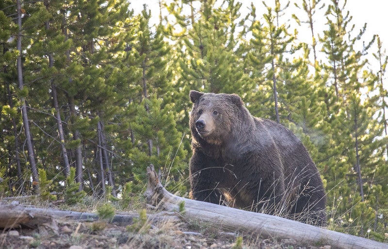 Here's what to do if you encounter a grizzly bear as first one emerges from hibernation at Yellowstone