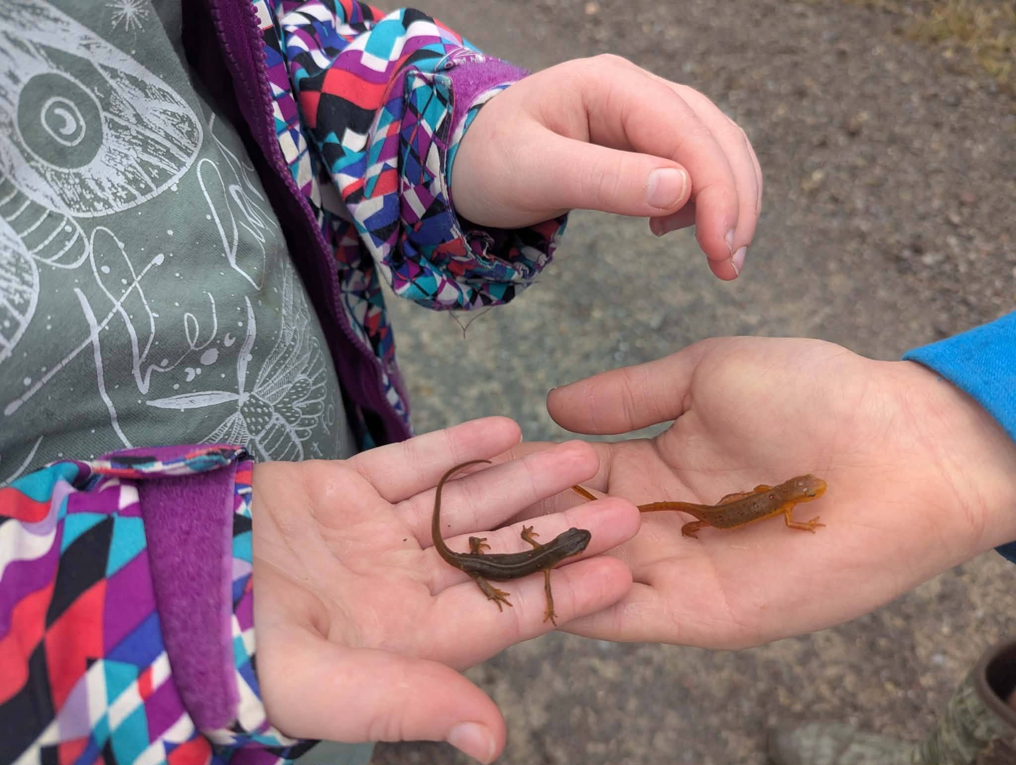 New York officials warn residents as salamanders, frogs begin annual spring migration as temperatures climb