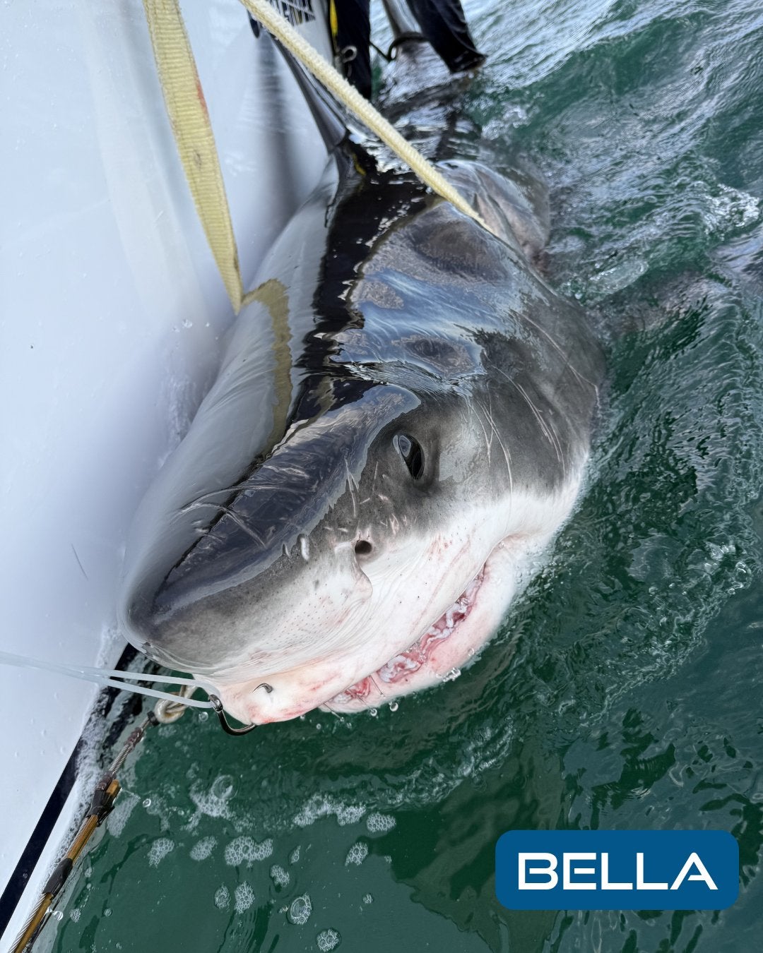 Great white shark Bella pings off Louisiana coast in possible "new shark hotspot"