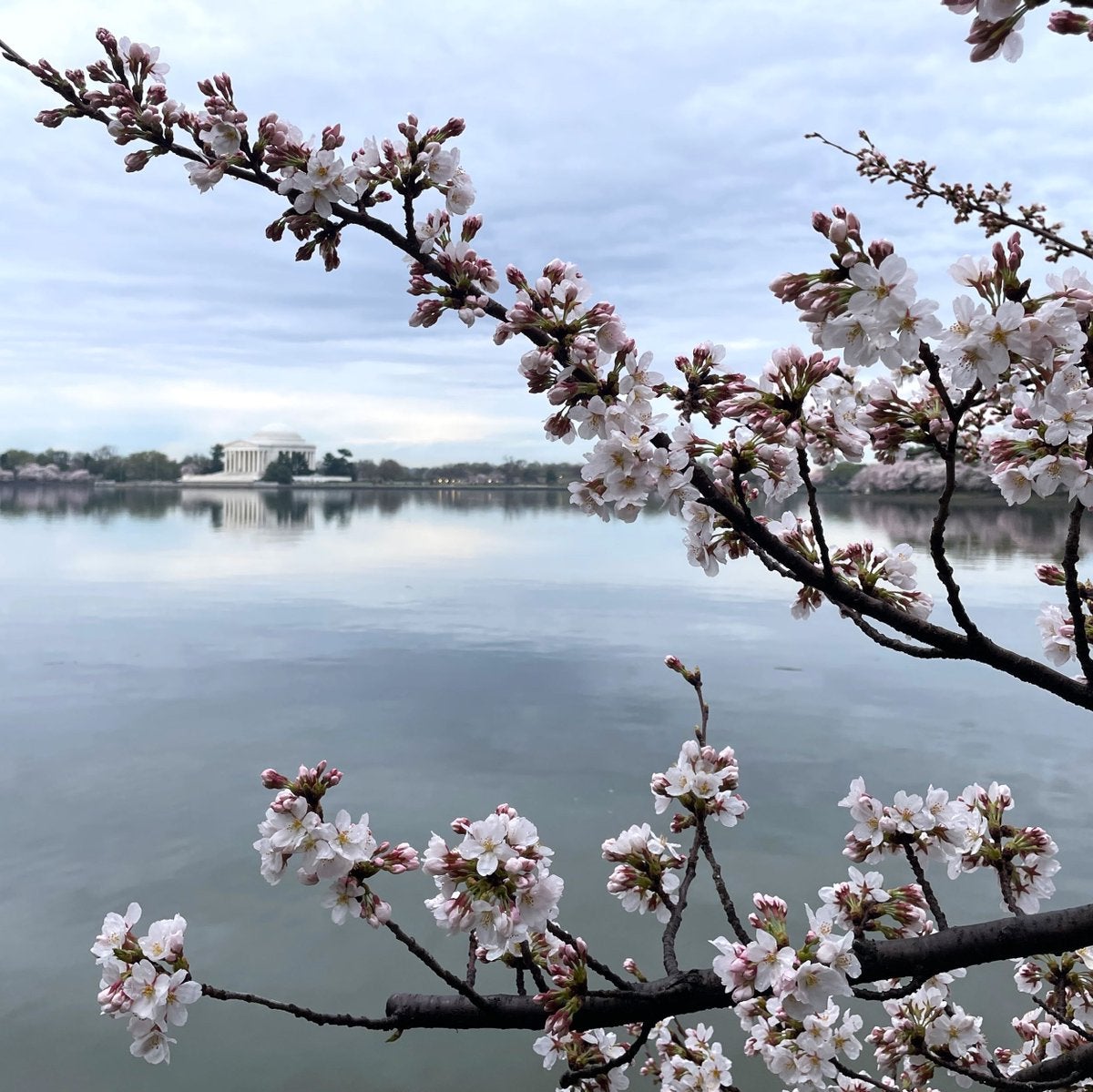 Peak bloom of iconic cherry blossom trees is happening sooner than expected due to warm weather