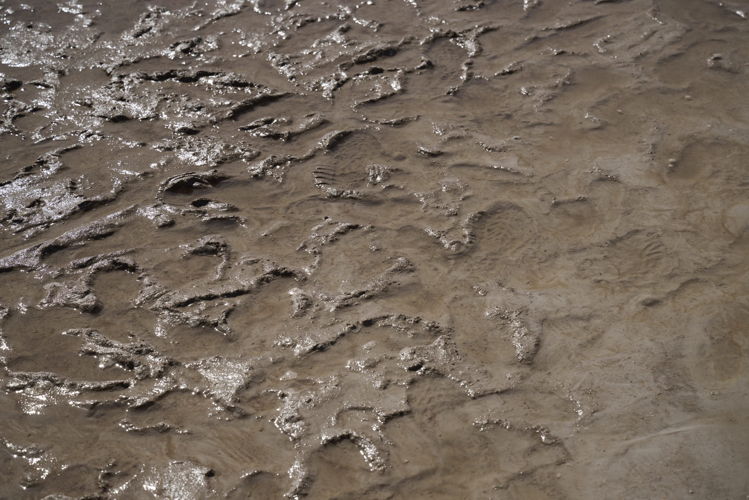 What is quicksand and what to do if you become stuck?