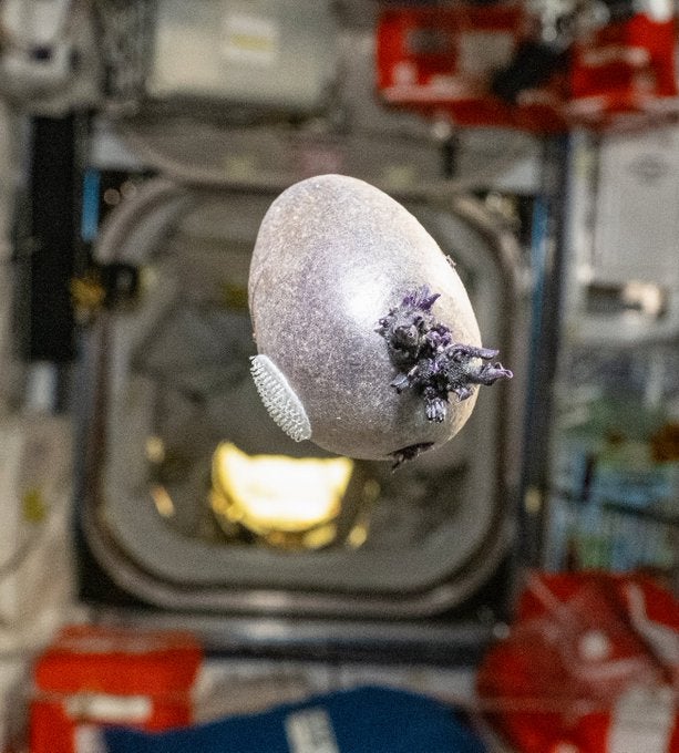 See it: NASA astronaut shares photo of egg-shaped object with tentacles growing on International Space Station