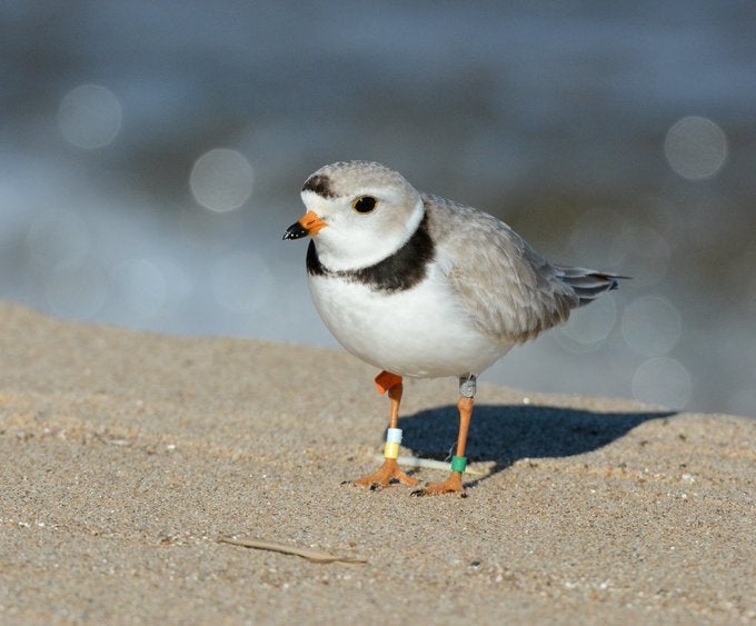 Tiny piping plover shorebird population makes comeback after decades of conservation efforts