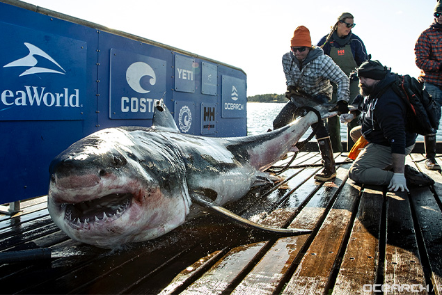 New research finds Gulf of America is the ideal habitat for great white sharks during the winter
