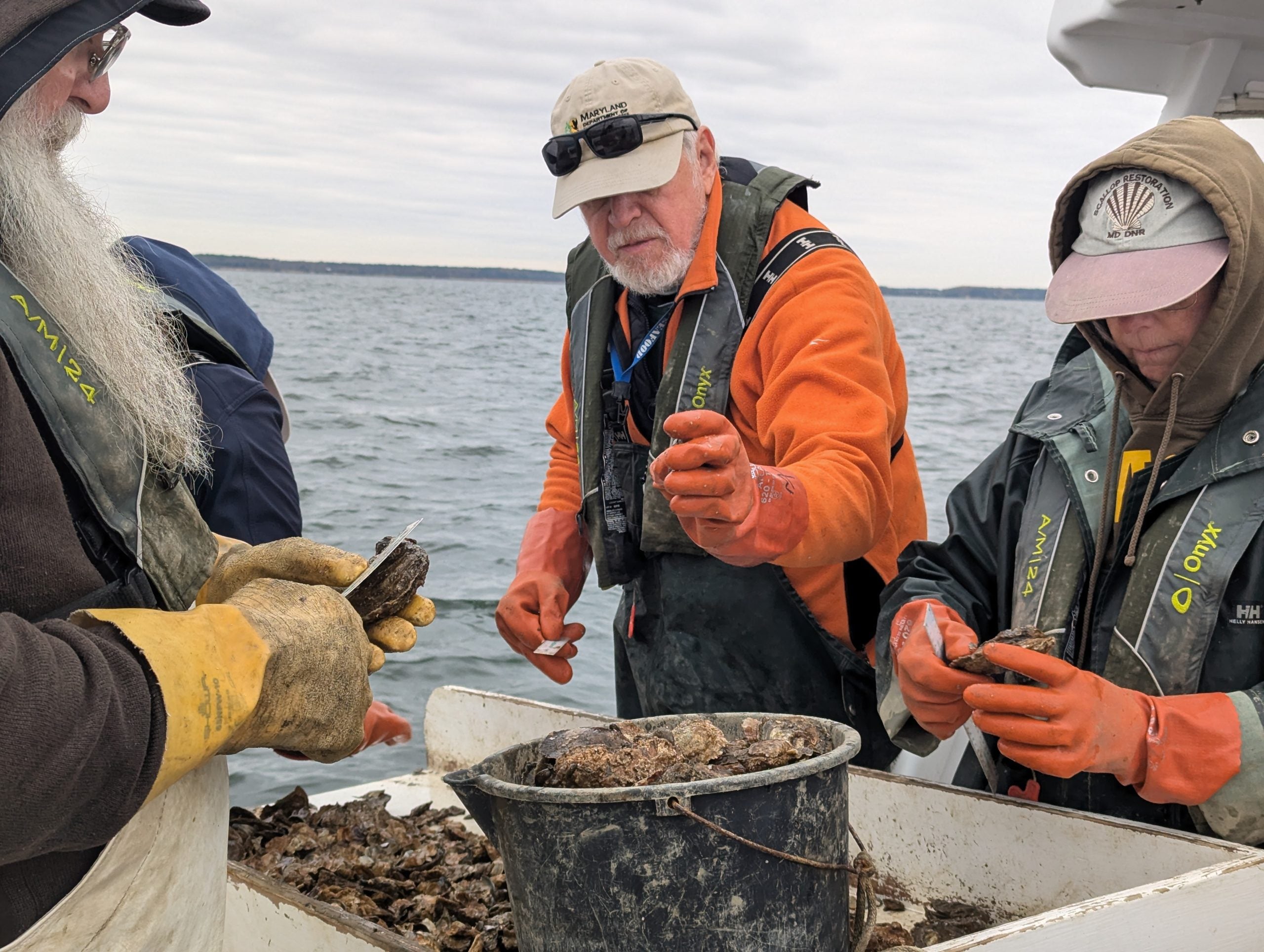 Maryland oysters thrive as population reaches second-highest in 41-year modern history