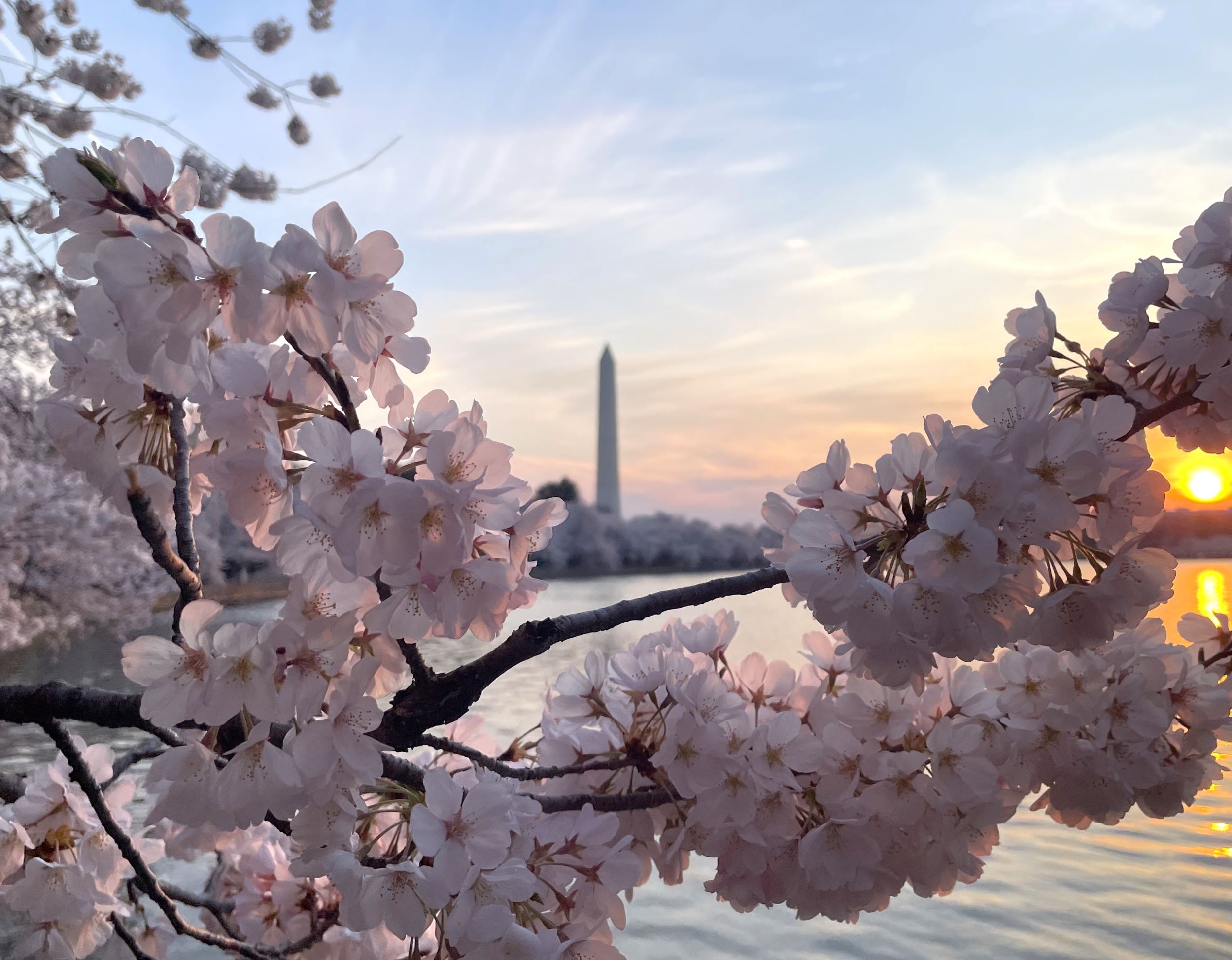 National Mall cherry blooms reach peak bloom early due to warmer-than-average Spring temperatures