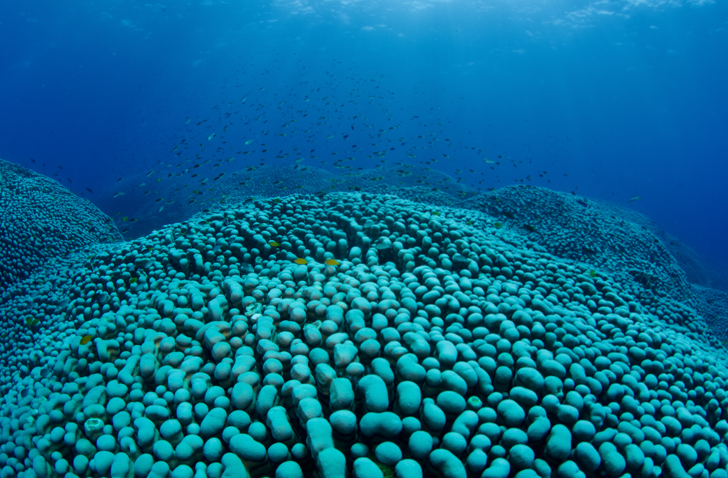 The largest documented coral colony in the world found on the Great Barrier Reef