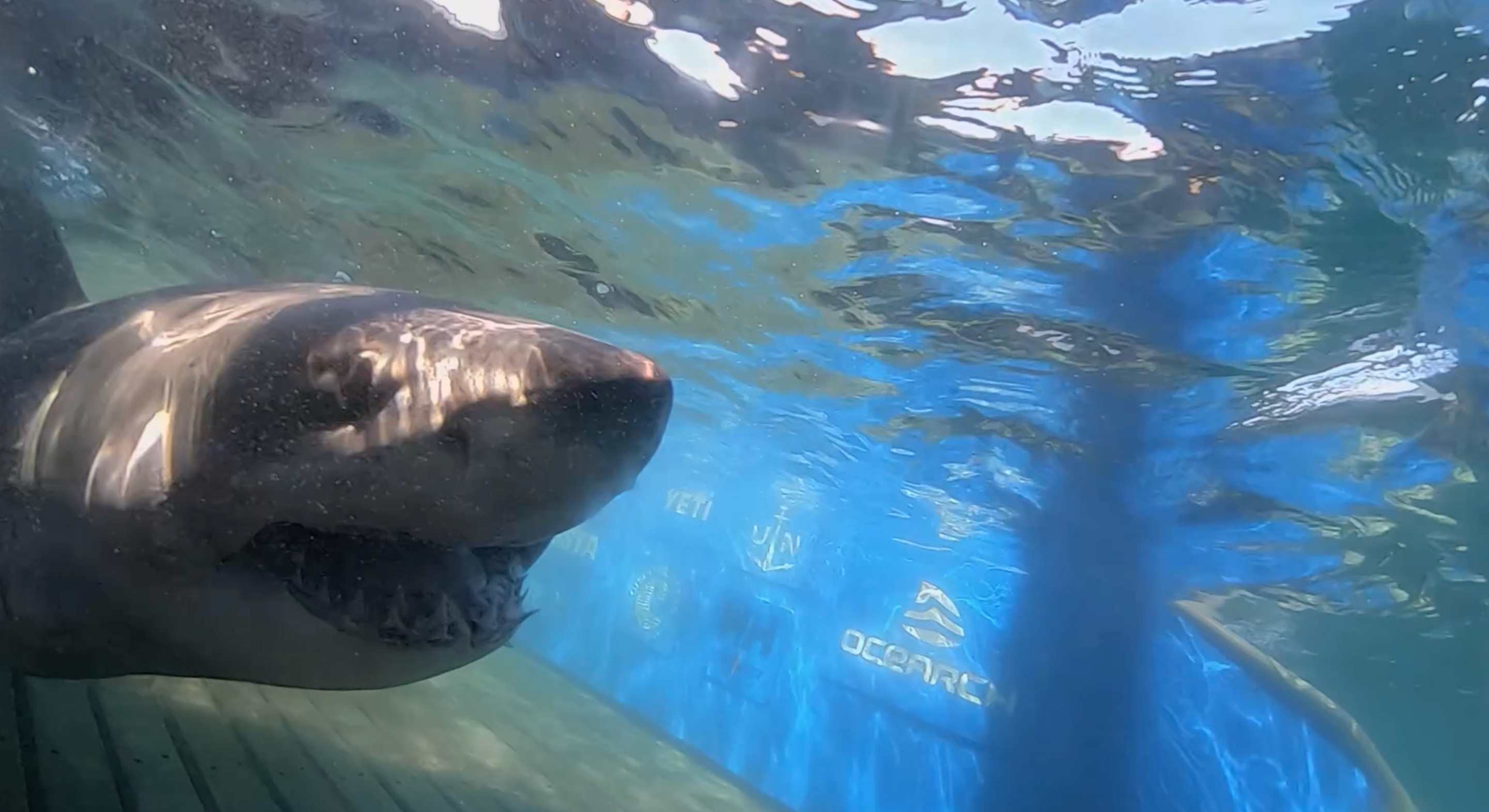 Massive 1,400-pound great white shark ‘Breton’ pings near uncharted waters off Turks and Caicos