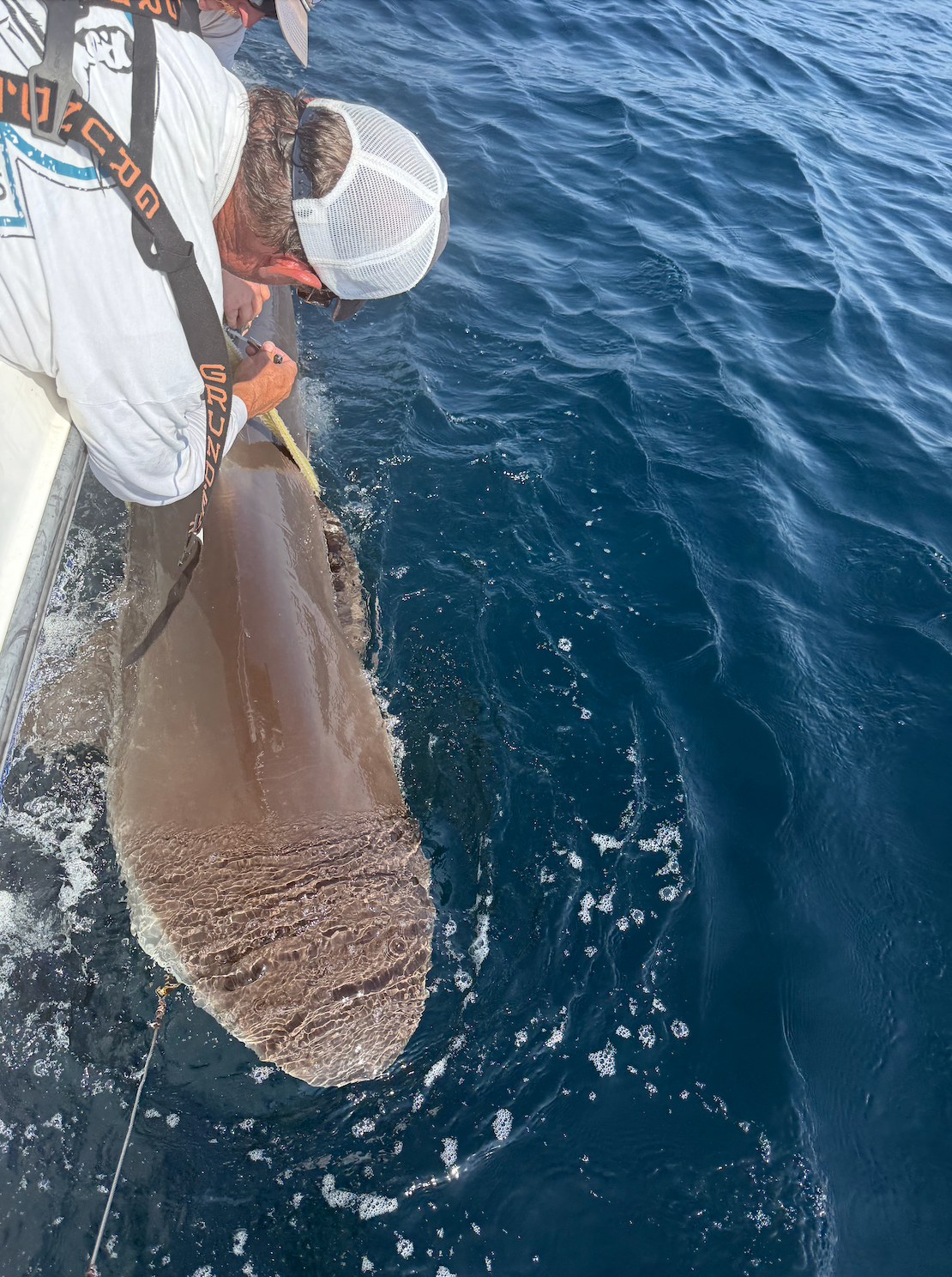 Nearly 10-foot endangered dusky shark pings off the Gulf Coast near St. Petersburg, Florida