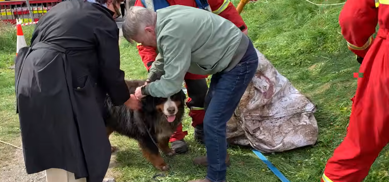 See it: Dog rescued after falling into nearly 40-foot hole in Ireland