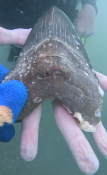 See it: Rare and ancient megalodon shark tooth found by teen in ocean off Florida Keys