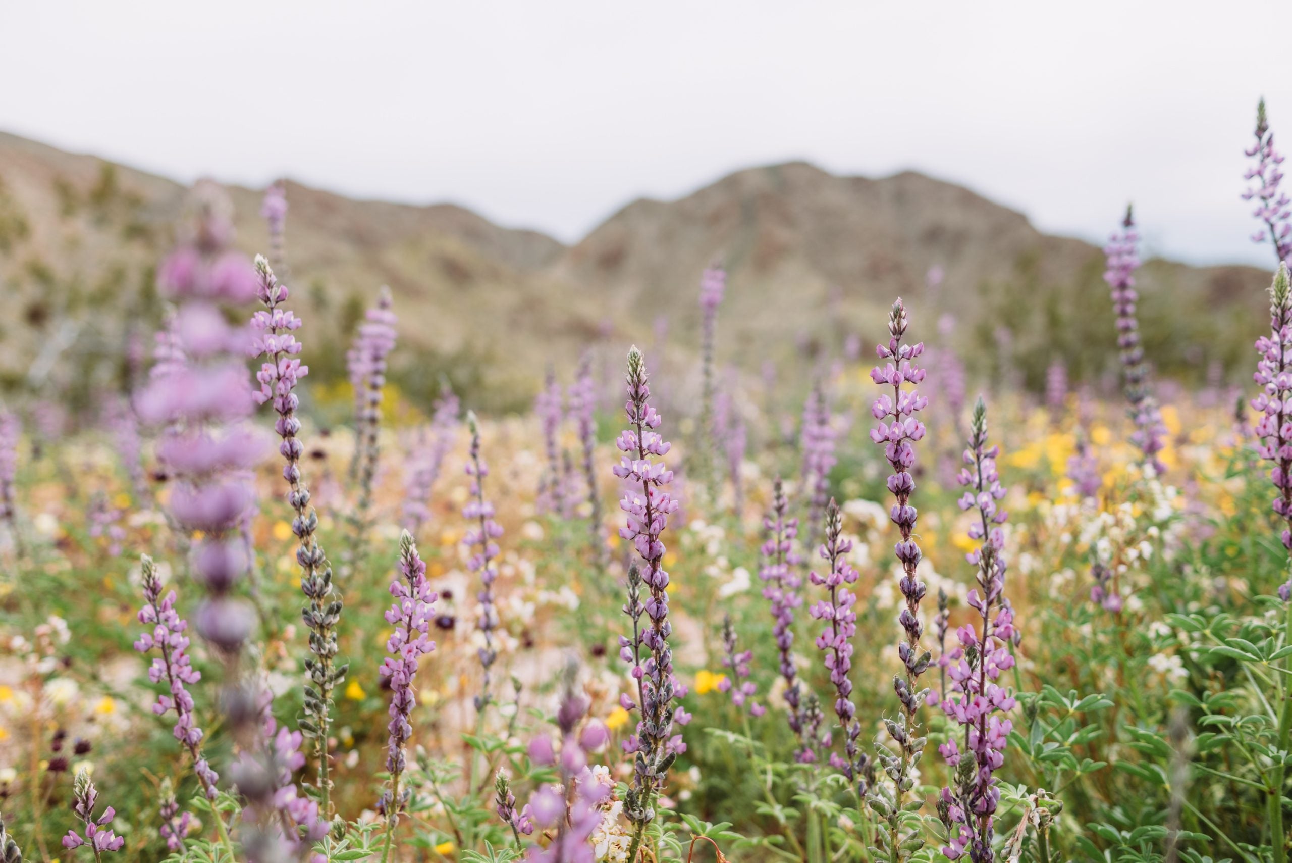 Record-breaking heat wave causes breathtaking Death Valley superbloom to peak early this year