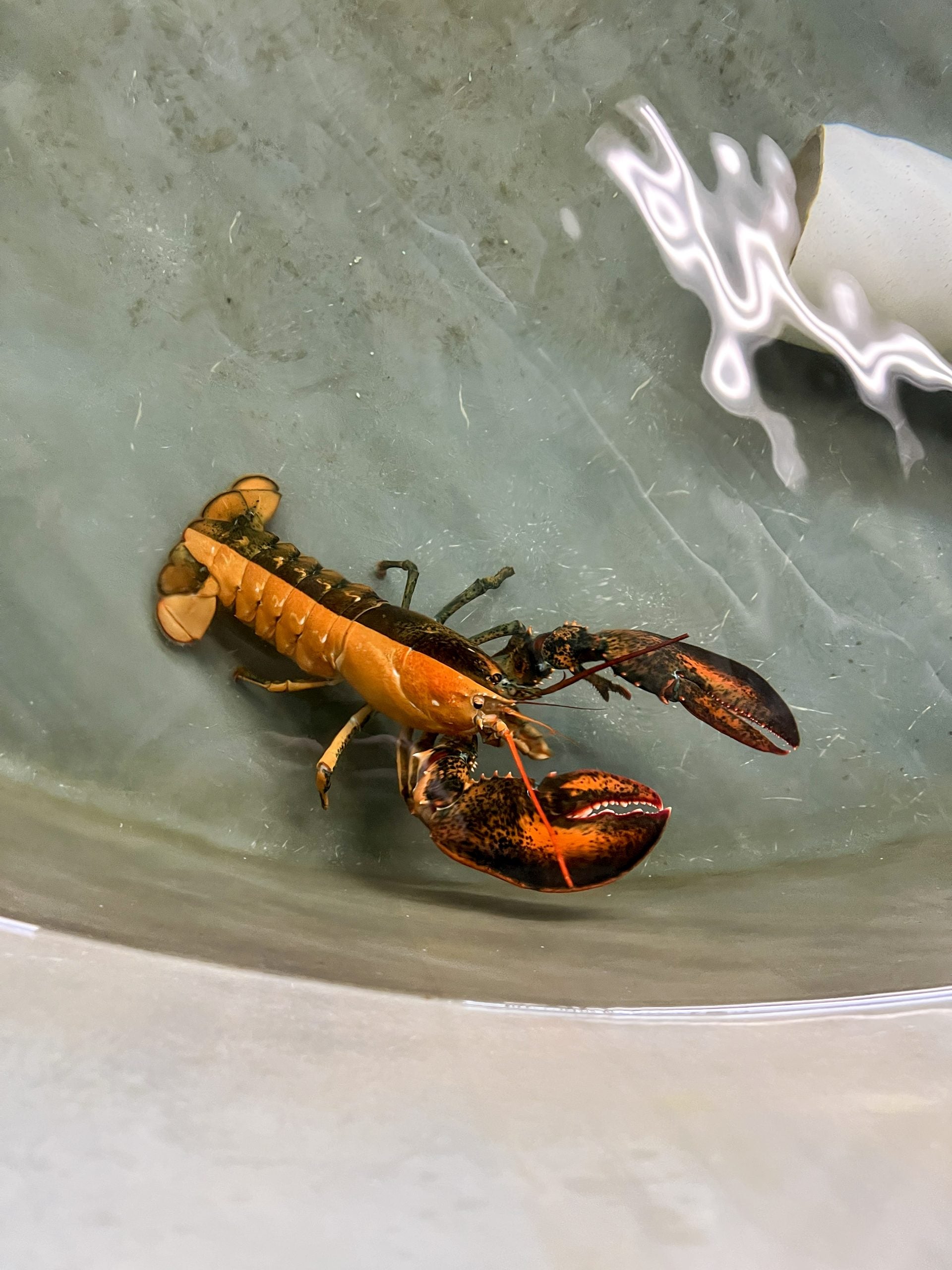 See it: '1 in 50 million' split-colored lobster donated to Massachusetts aquarium in rare discovery