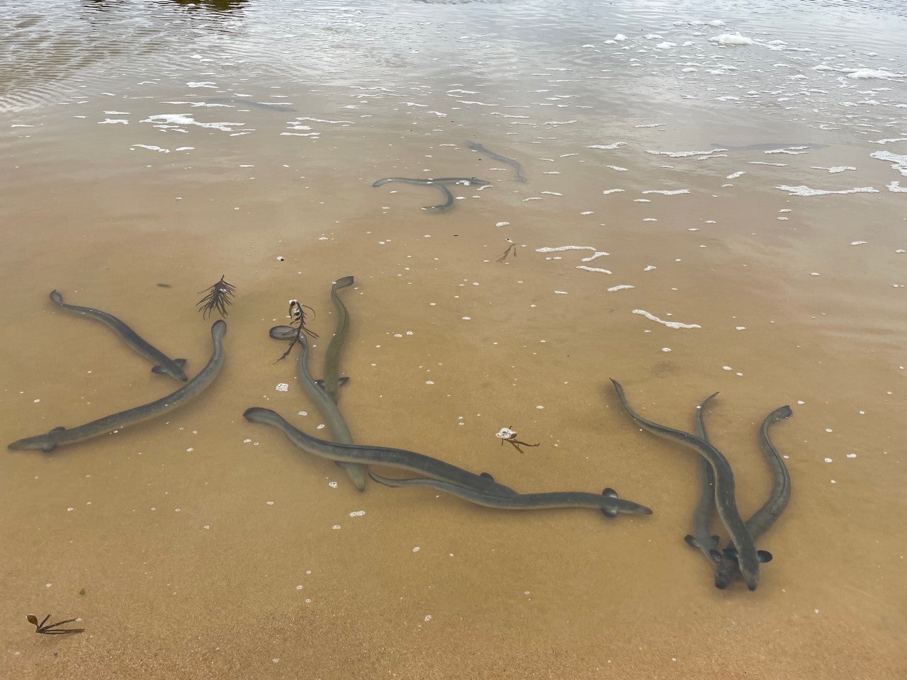 Watch: Eel migration puts on a wild, wiggly show on Australia beach