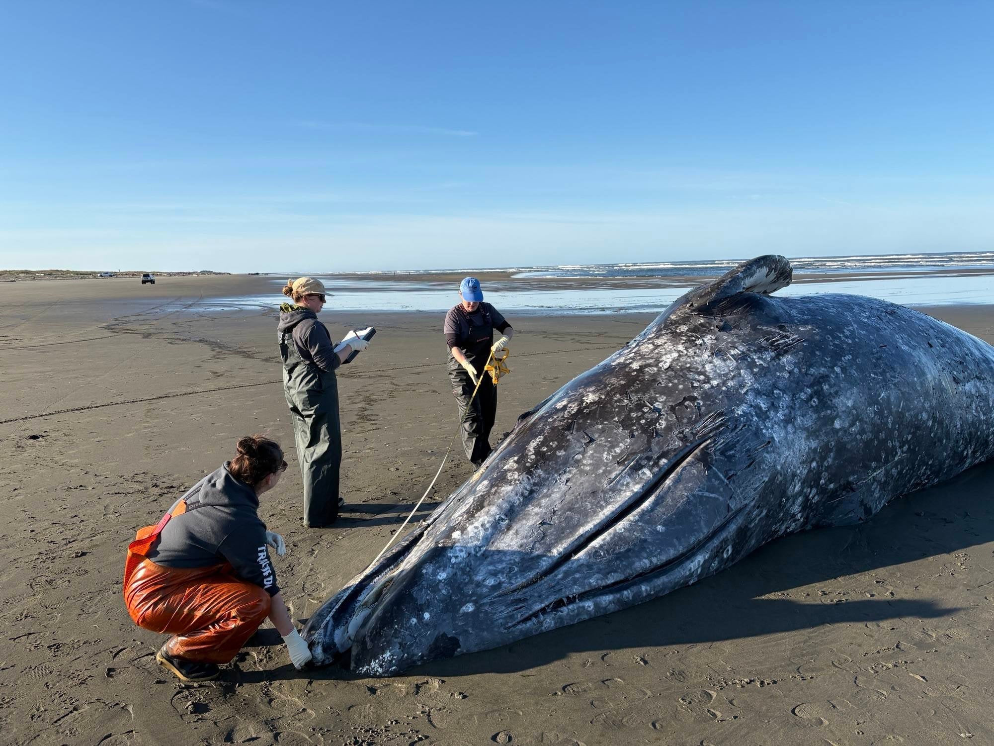 3 malnourished gray whales found dead along Washington coast in just a few days