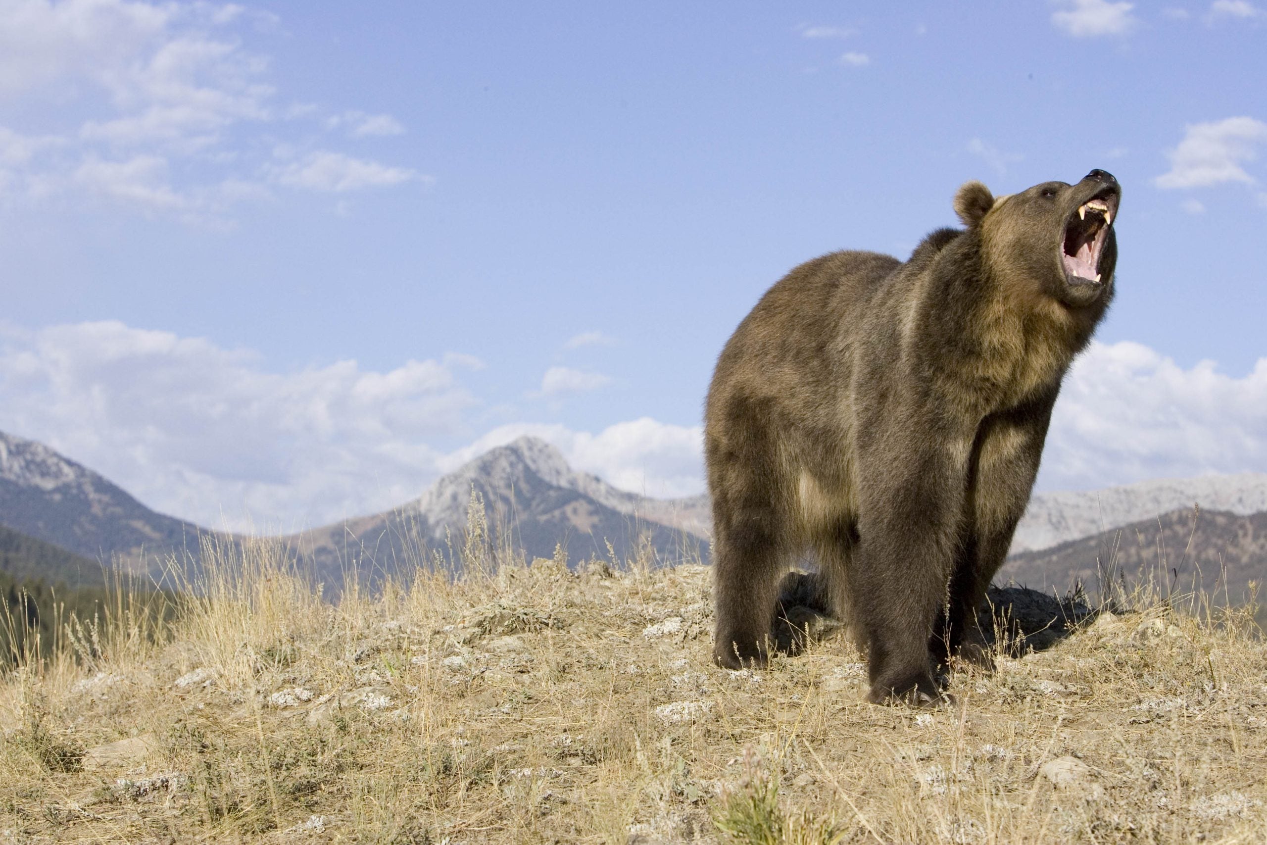 What could save your life during a bear encounter