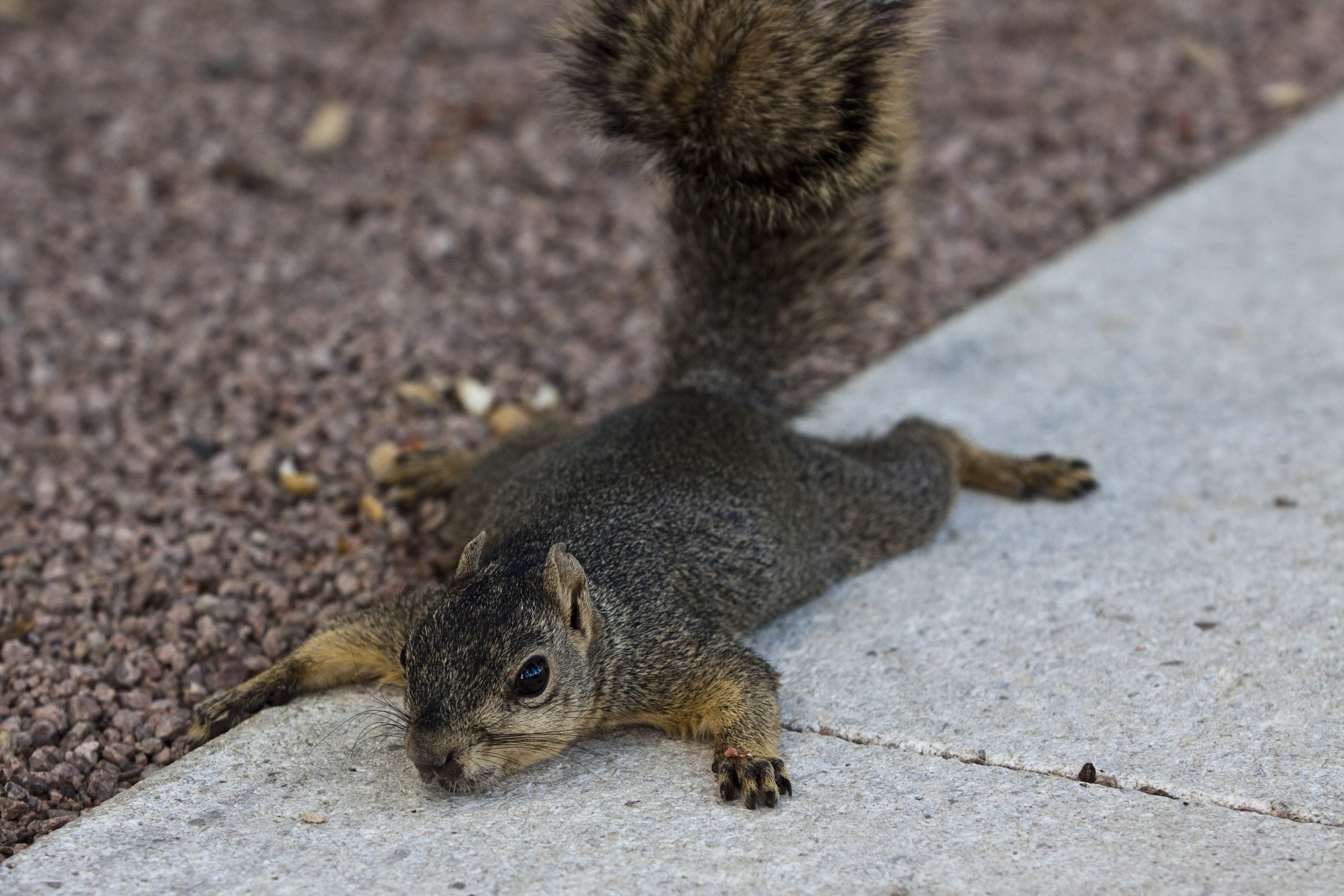 Be on the lookout: Sick and dead squirrels in California park trigger concerns among residents