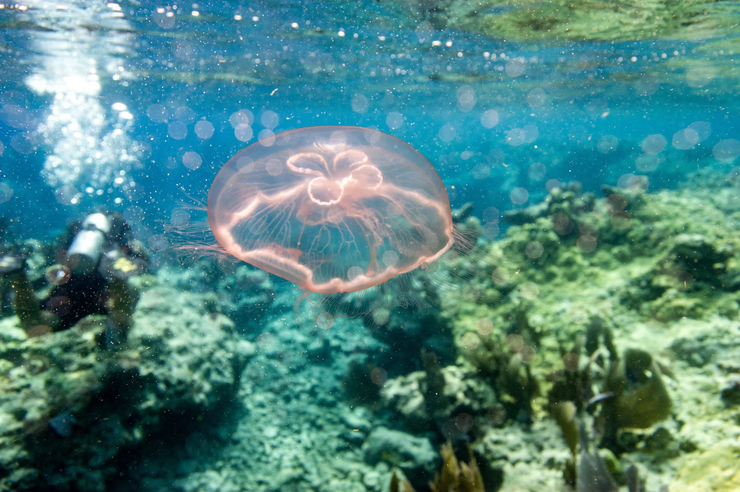 Rare species of moon jellyfish discovered in Gulf of America off Louisiana coast