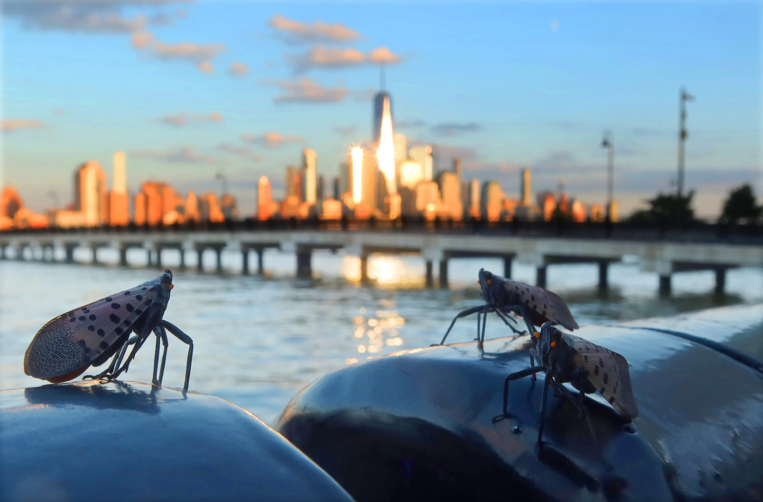 Experts say millions of spotted lanternflies could plague New York City this year