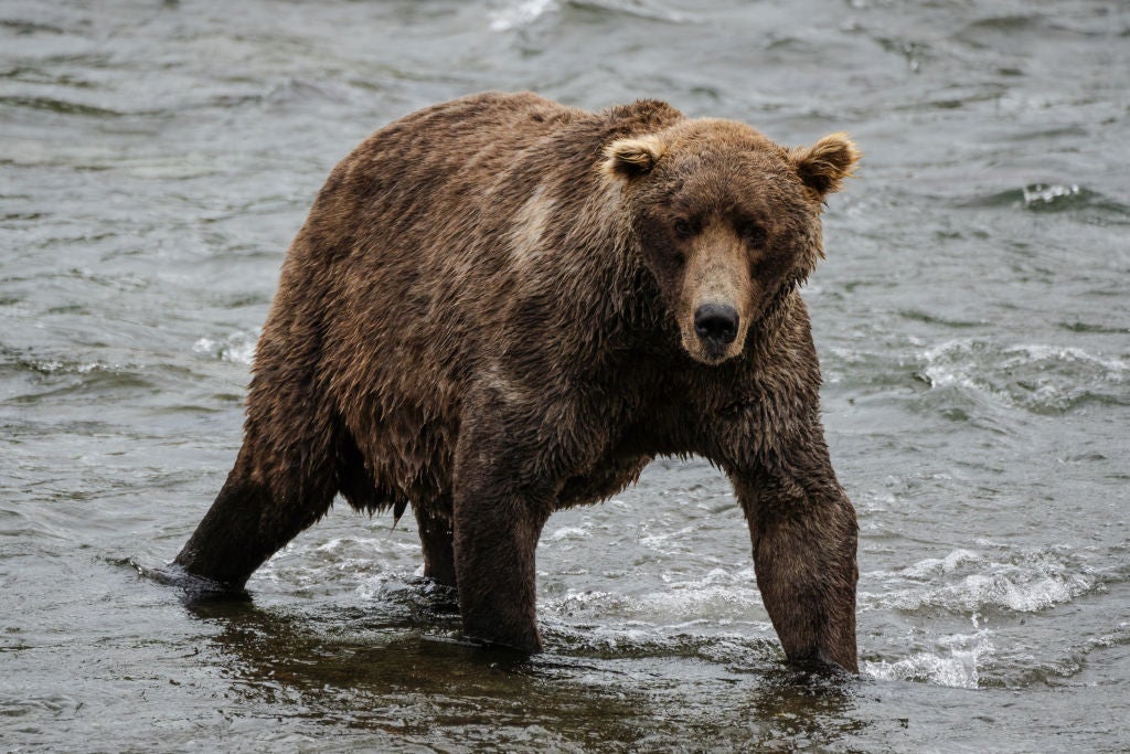 U.S. Army soldiers injured in bear attack during field training in Alaska