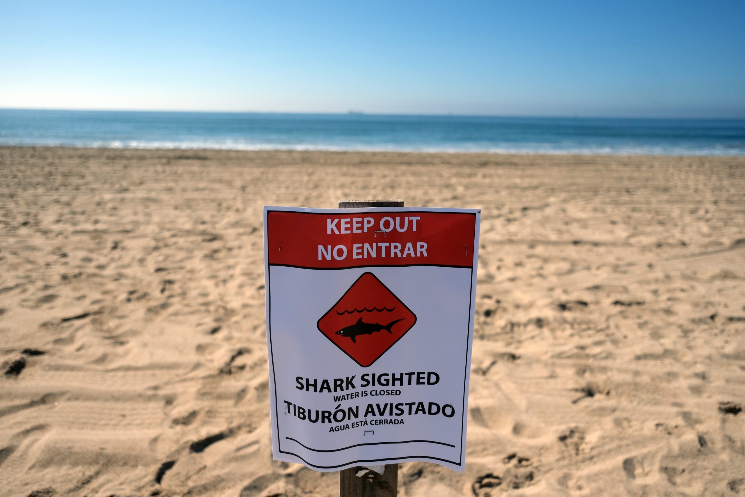 Dangerous great white shark temporarily closes strip of popular California beach