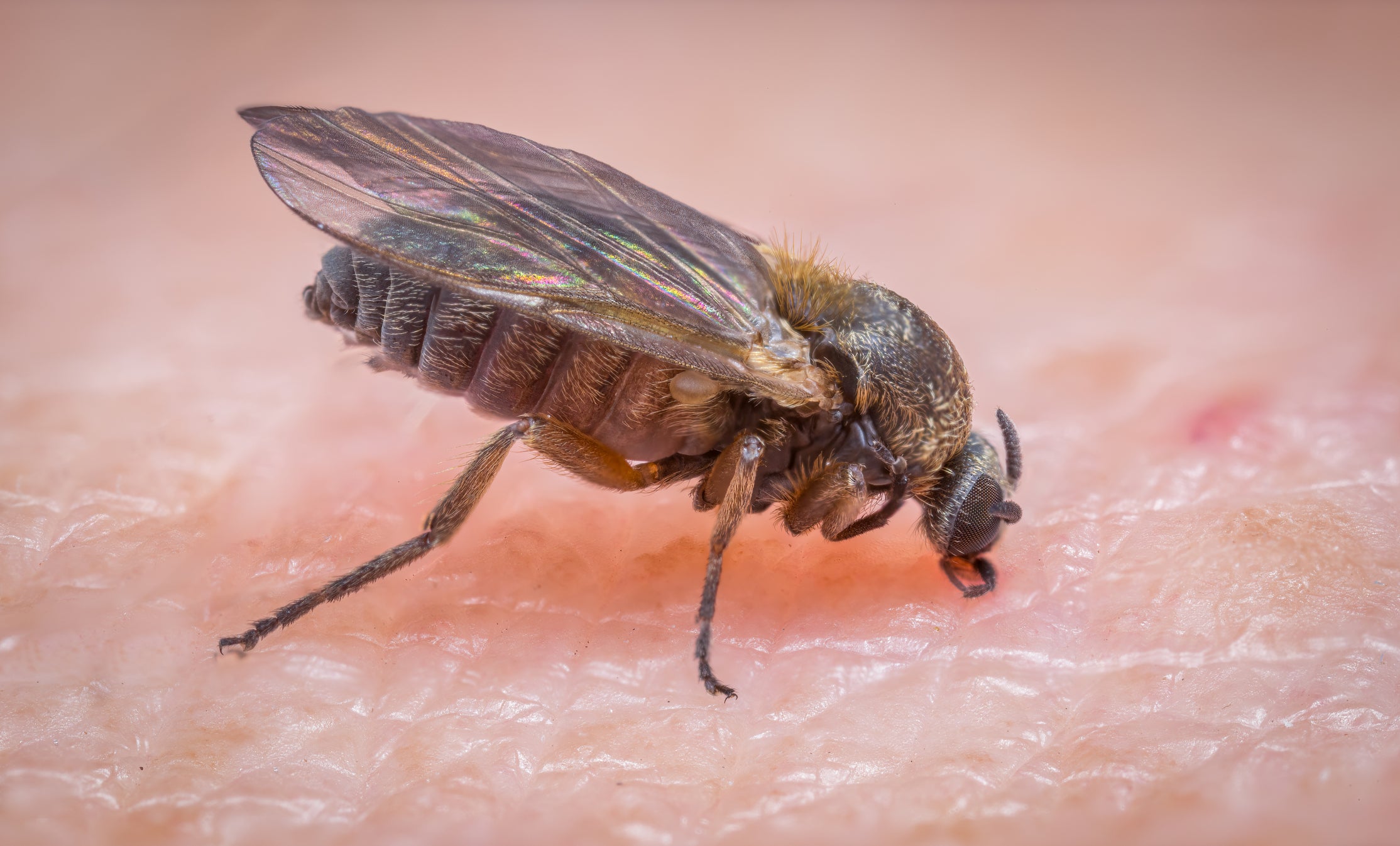 California officials warn of increase in tiny black flies known for painful bites
