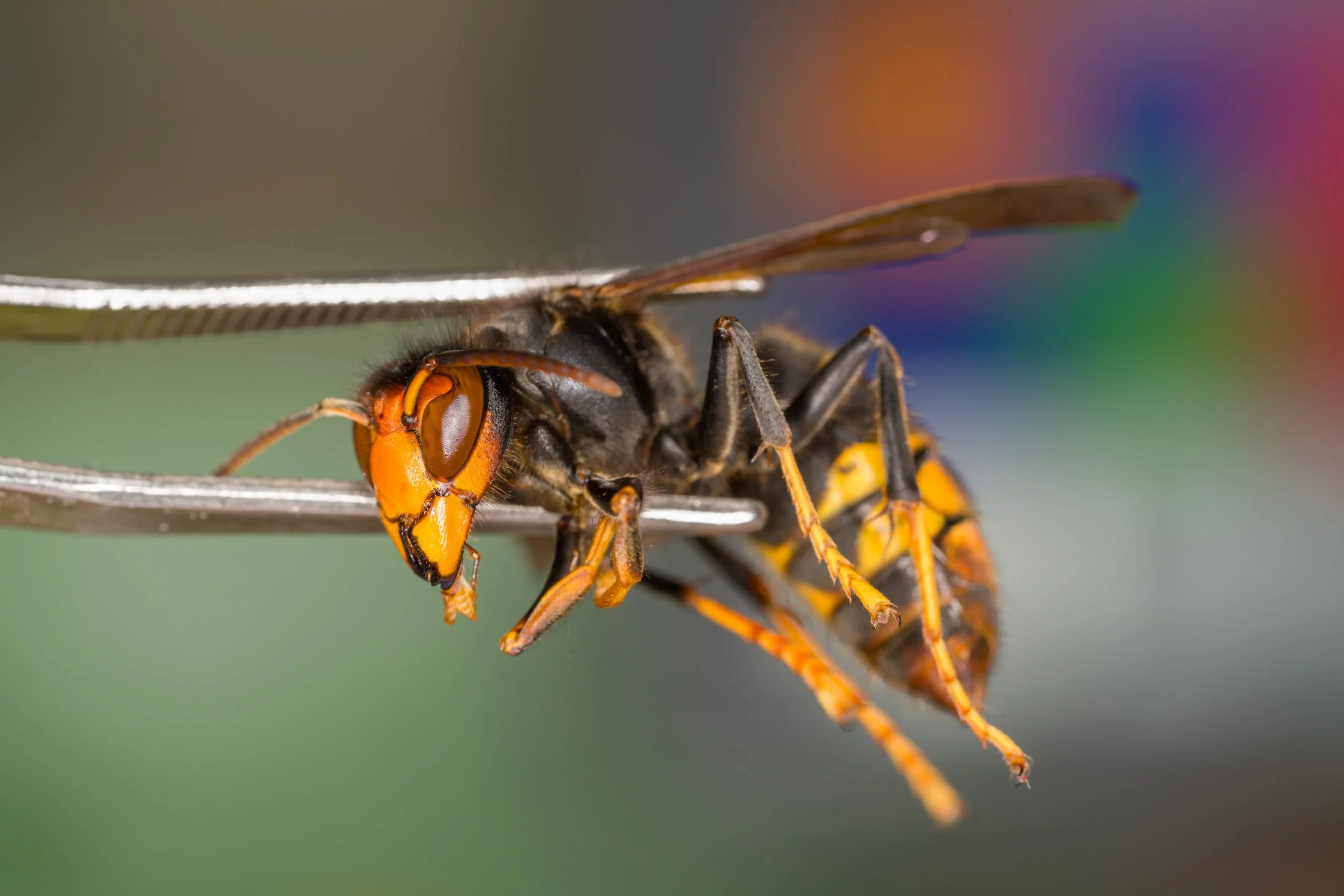 'Murder hornet' lookalike could wreak havoc on pollinators if they continue to spread