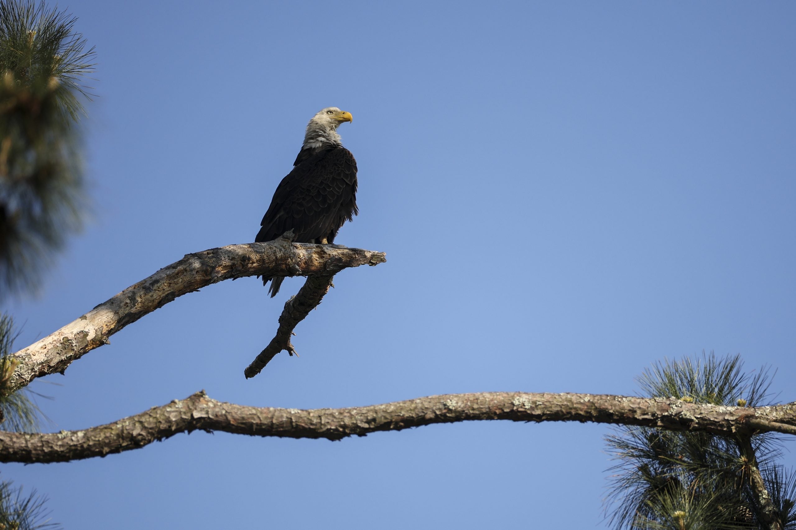Michigan officials seeking information on 5 bald eagles found dead in same area over 2 weeks