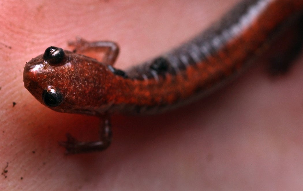 Salamanders in Manhattan: Here's how you can help preserve their habitat