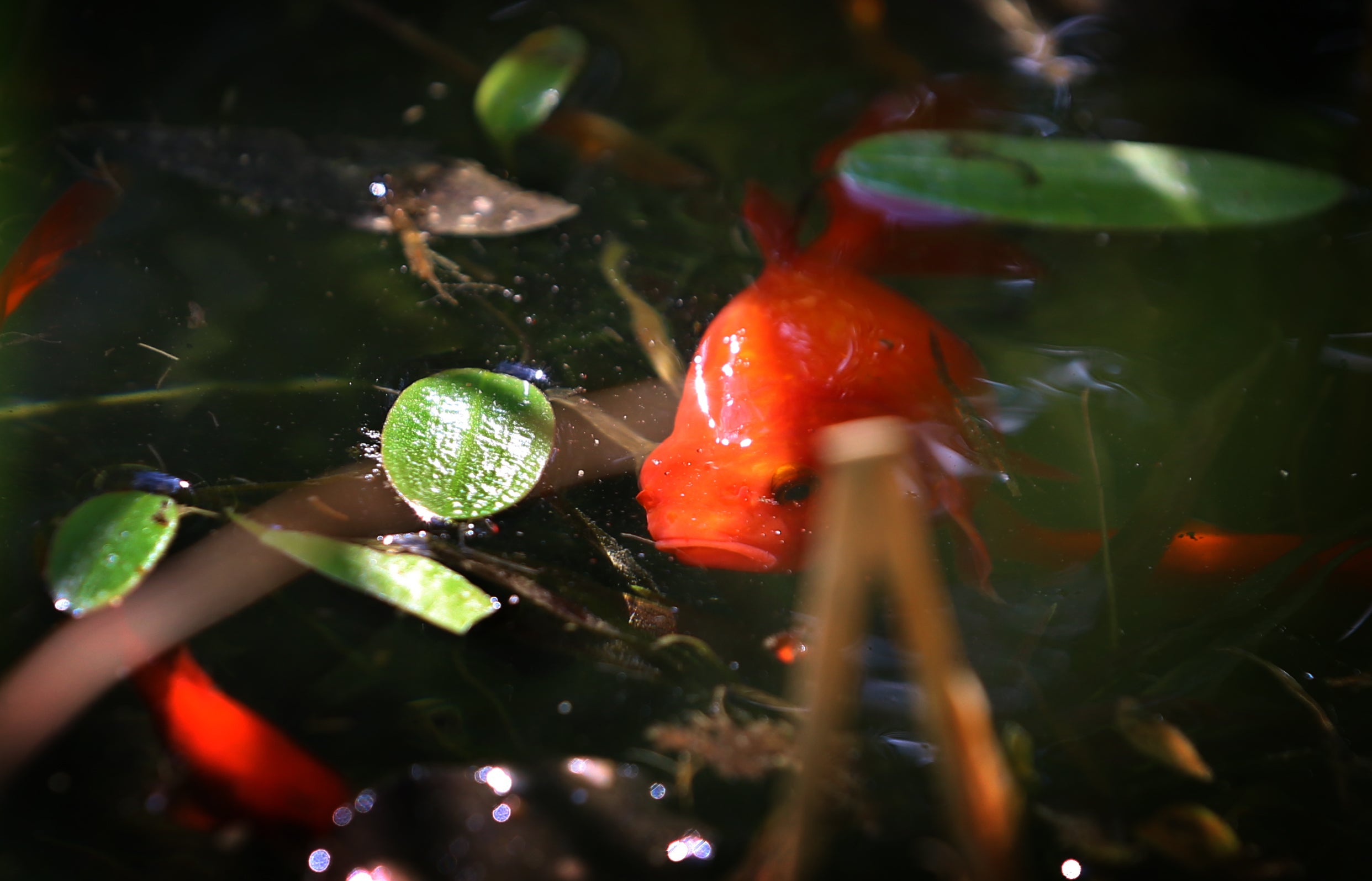 Pets to pests: Goldfish found to be harmful to natural freshwater ecosystems