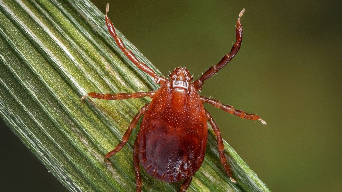 Large increase in tick bites reported at hospitals across the US as spring warmth kicks in
