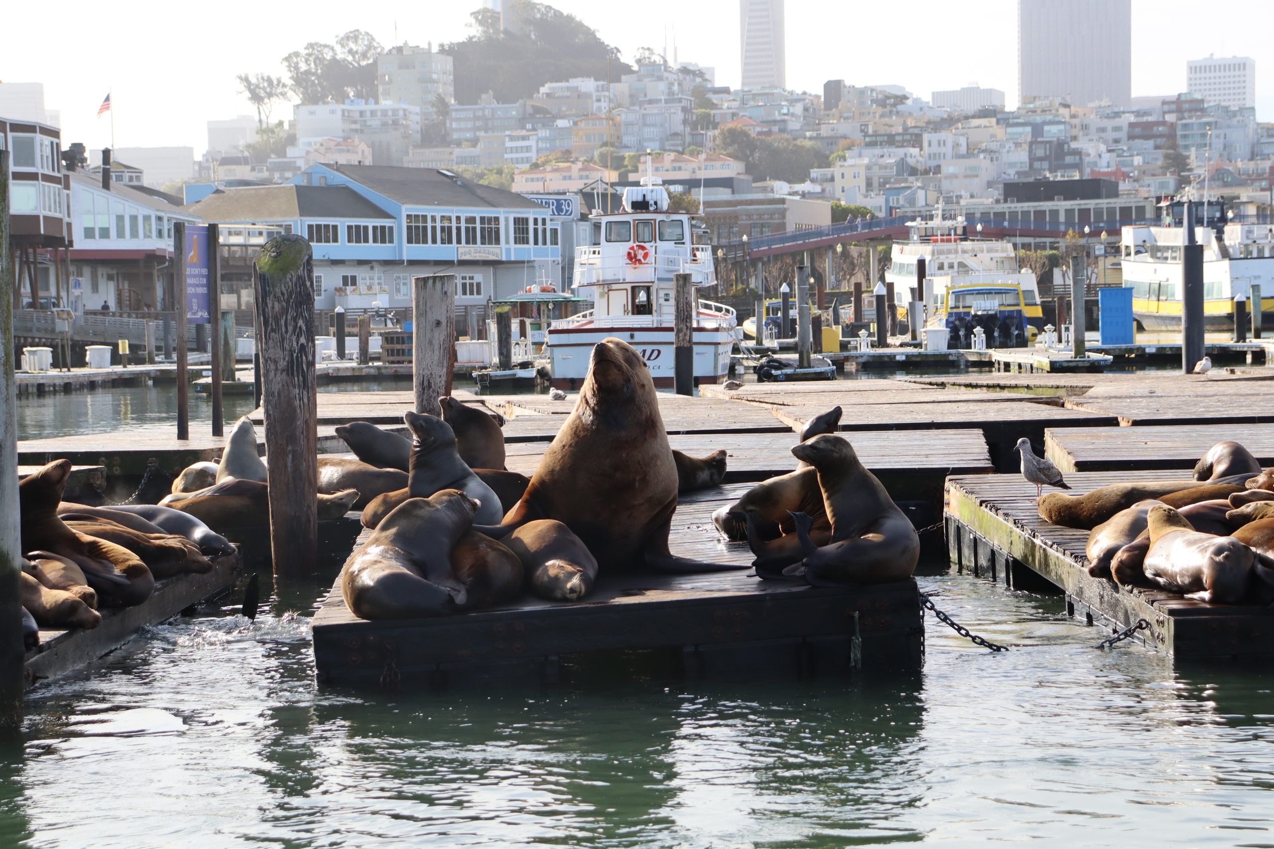 Massive sea lion named Chonkers is capturing hearts in this coastal city