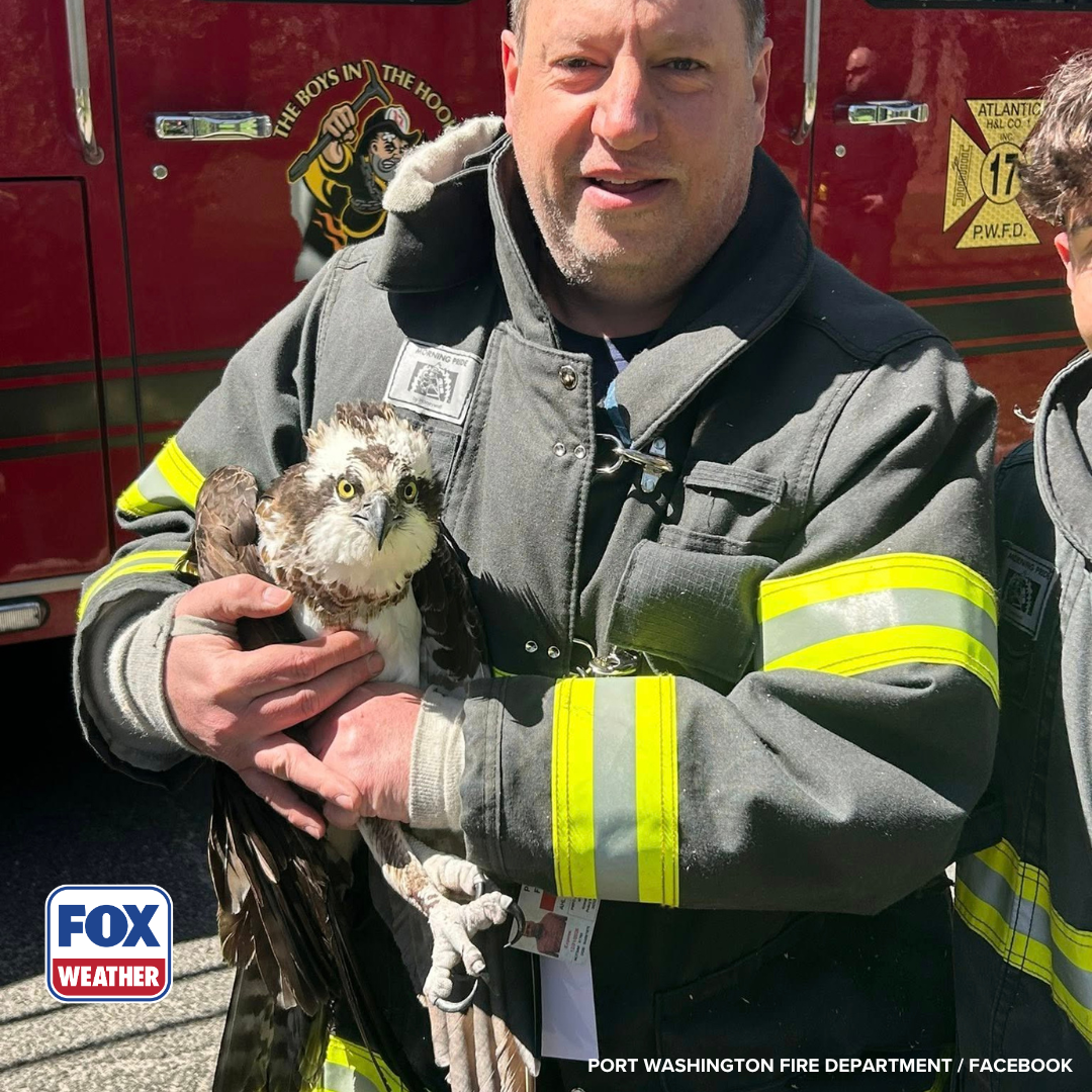 See it: Large bird tangled in fishing wire rescued from tree by firefighters in Long Island