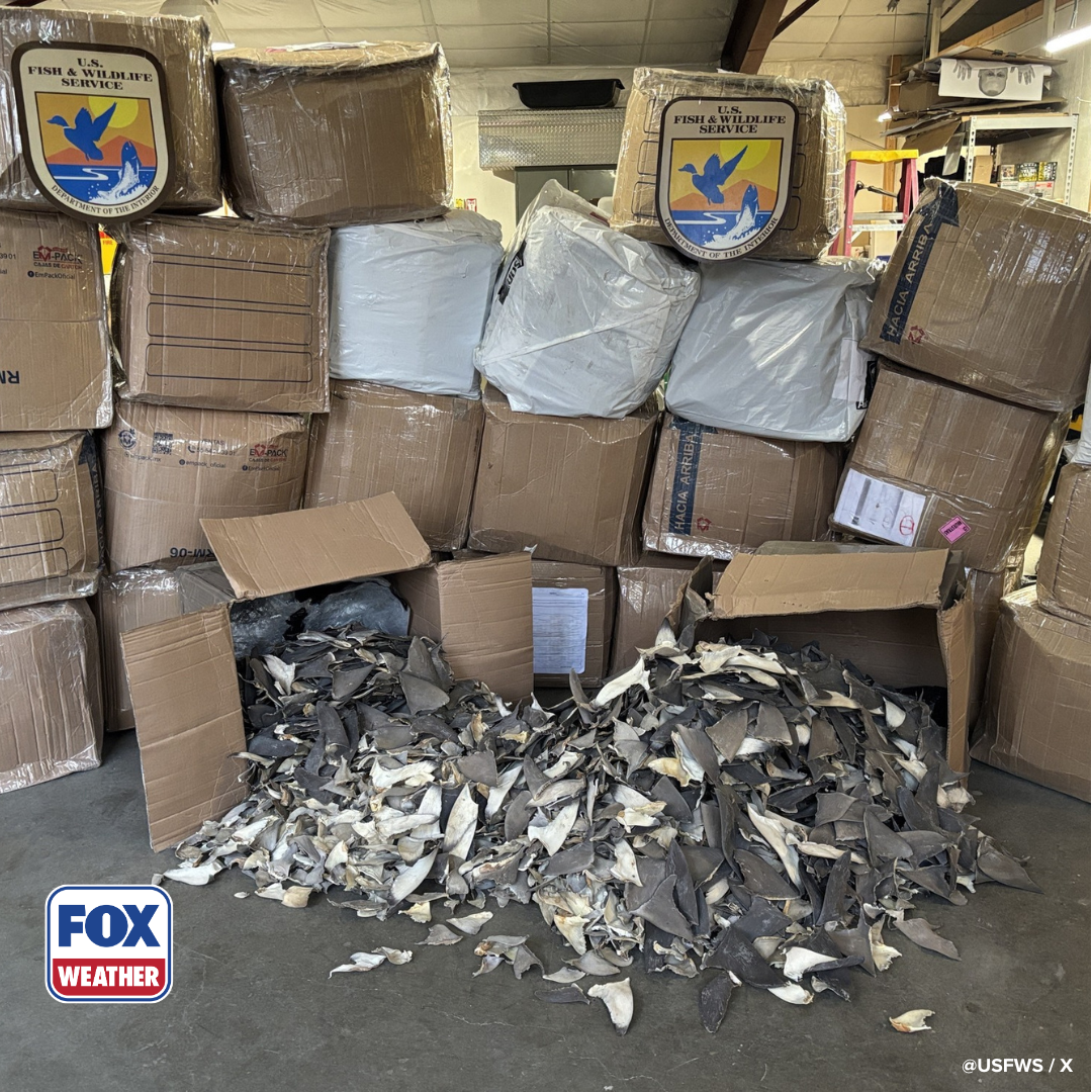 See it: Wildlife service officials seize 1,600 pounds of illegal shark fins in Alaska