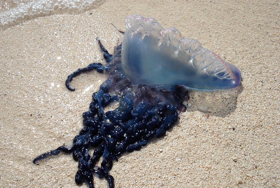 Spring sting: Portuguese man o' war returns to Gulf Coast beaches