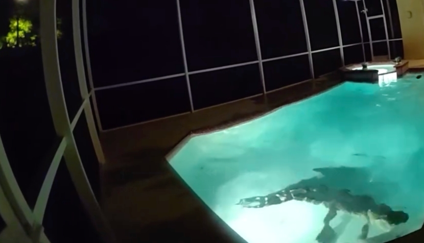 Watch: Police respond to call of sharp-toothed home 'intruder' having its own pool party