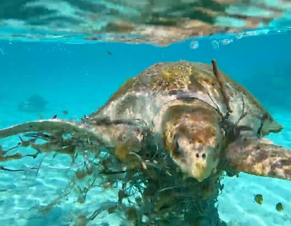 Watch: Couple saves sea turtle entangled in fishing net in Maldives