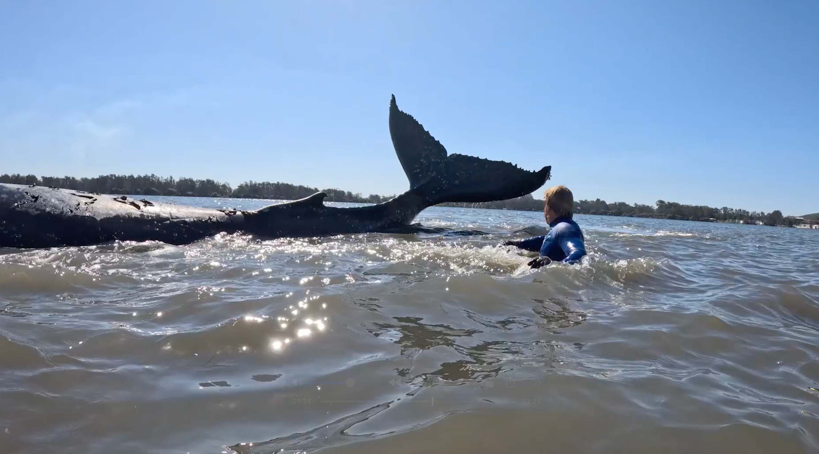 Video: Rescuers save stranded whale from sandbar in Australia river