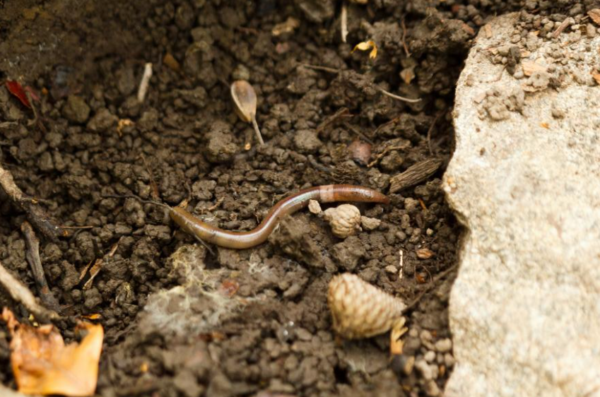 Officials warn of invasive Asian jumping worms found in these states