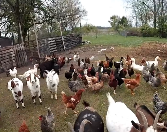 Watch: Deputy wrangles dozens of escaped farm animals in Indiana